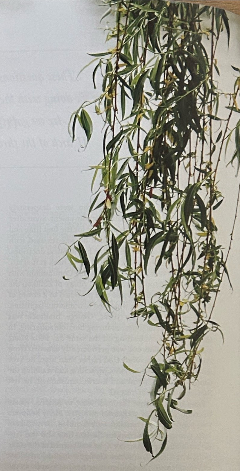 Long leafy branches hanging against a pale background.
