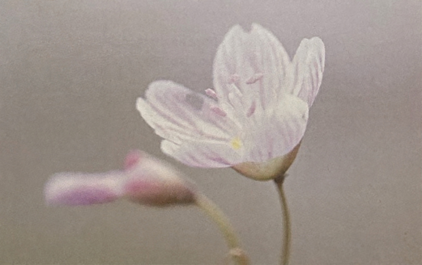 A pale pink flower and a closed flower bud.