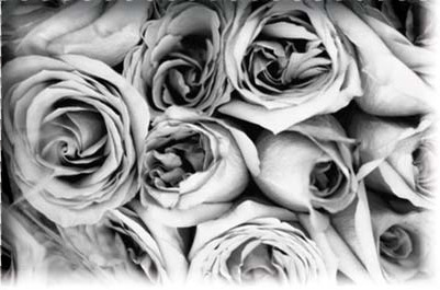 Cluster of roses