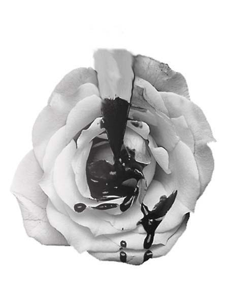Single rose with dark petals at its center