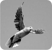 Dove in flight