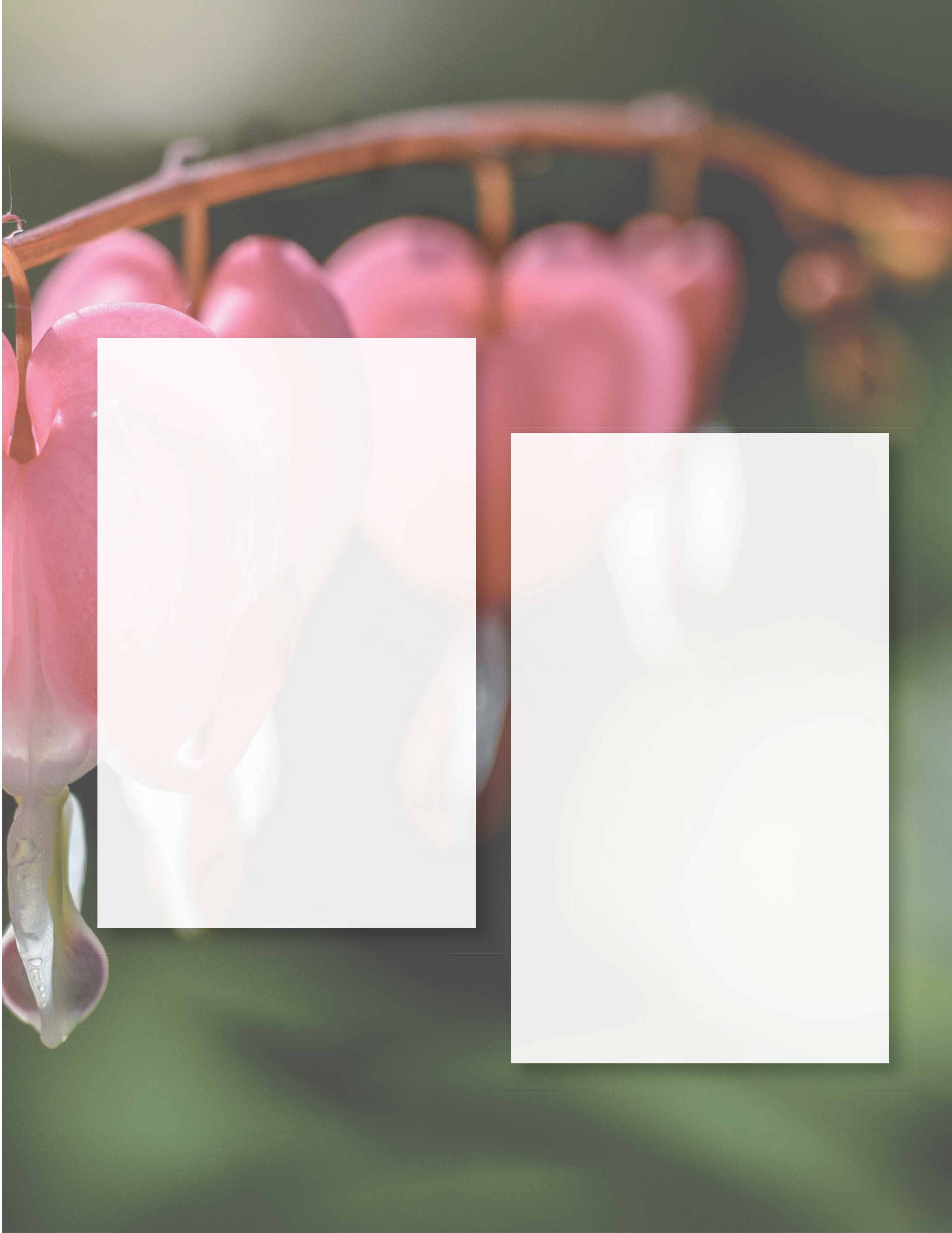 Pink bleeding heart flowers against a softly blurred green background