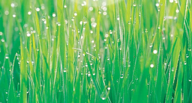 Dewdrops on green blades of grass.