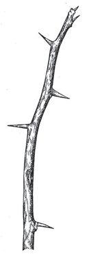 Thorny branch illustration
