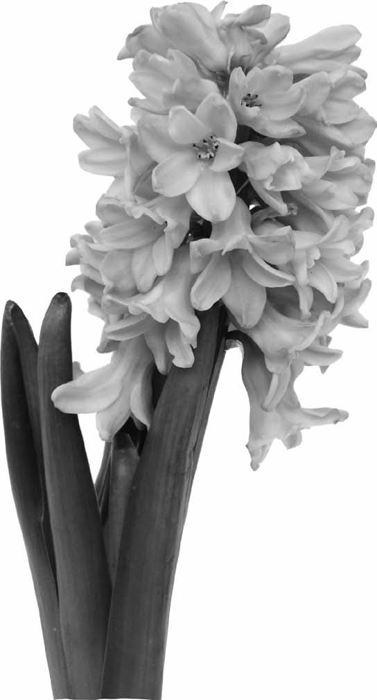 Flowering hyacinth stalk