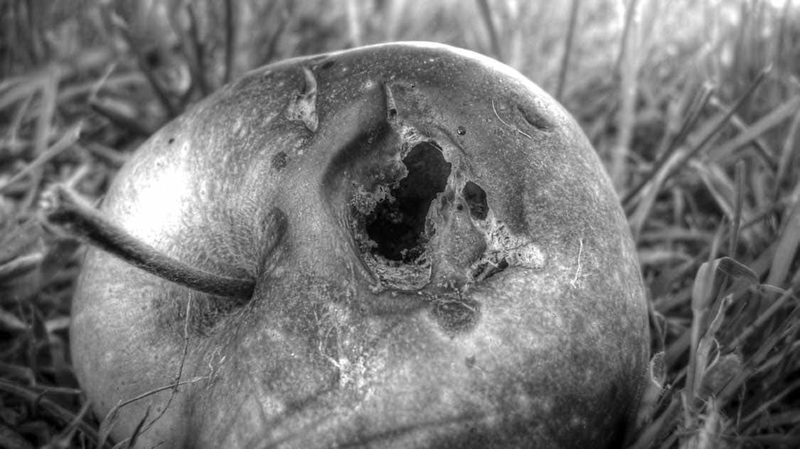 Bruised apple with a hole in the side lying on grass