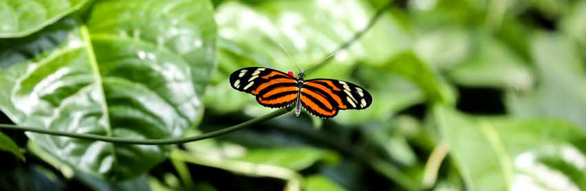 An orange-and-black butterfly among green leaves