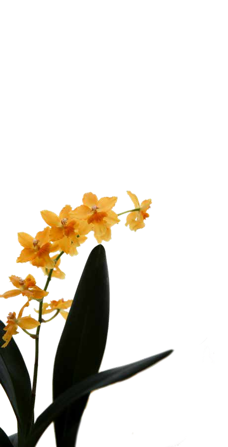 A stem of small orange orchids