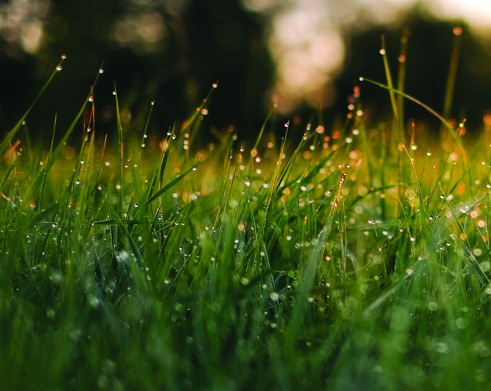 Dewdrops on green grass