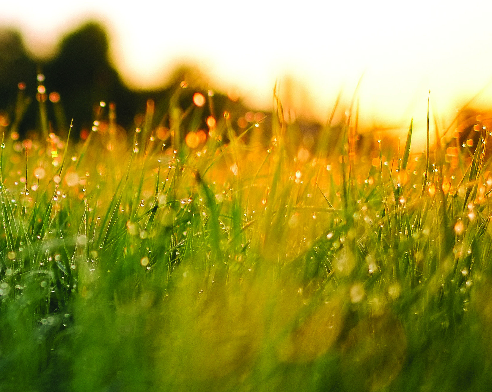 Dew-covered grass glowing in sunrise light