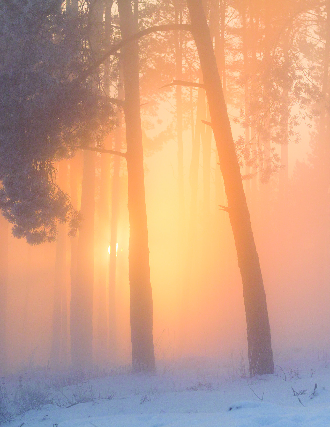 Sunlight streaming through a misty forest