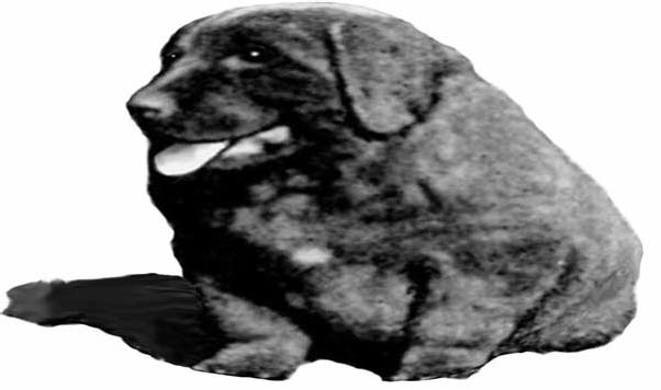 A dog sitting with its tongue showing