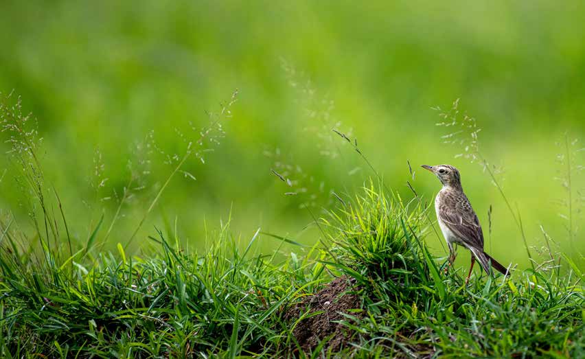A small brown bird standing in a green meadow