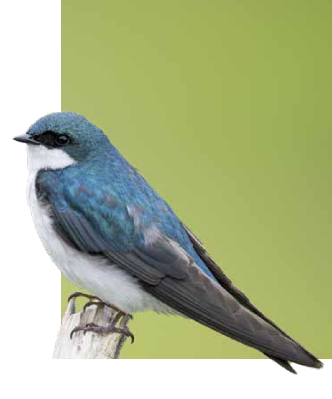 A blue-and-white bird perched on a cut branch against a green background