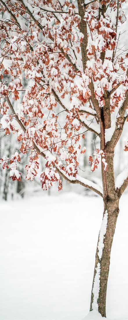 A tree with snow-covered reddish-brown leaves
