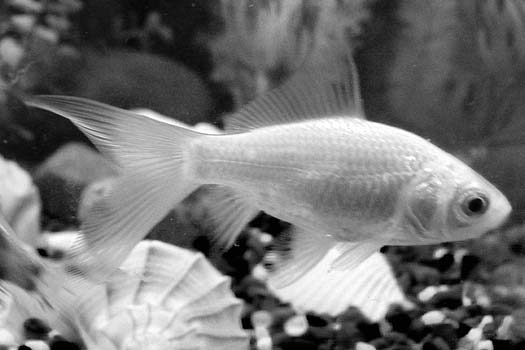 Fish swimming in an aquarium