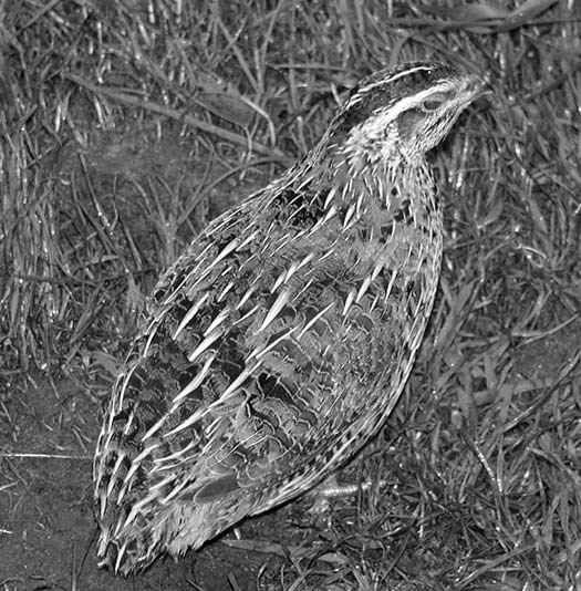 Quail standing in grass