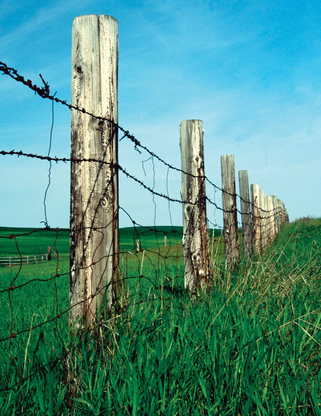 A barbed-wire fence beside a green field beneath a blue sky.