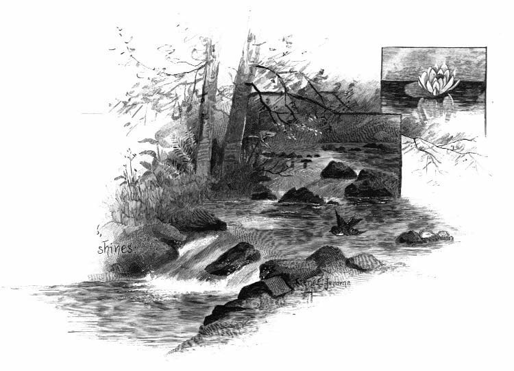 Illustration of a rocky stream flowing through trees and water lilies