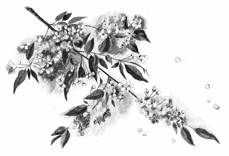 Illustration of a flowering branch with leaves and blossoms