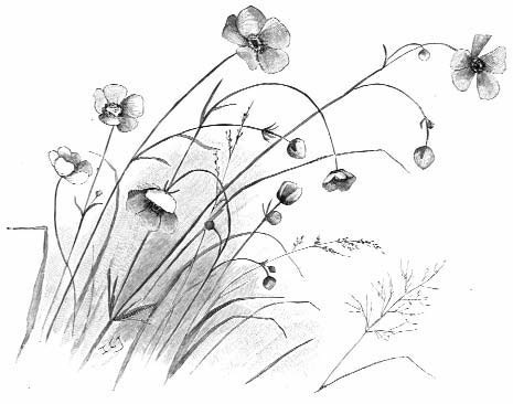 Illustration of tall arching stems with flowers