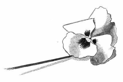 Illustration of a single flower and its long stem