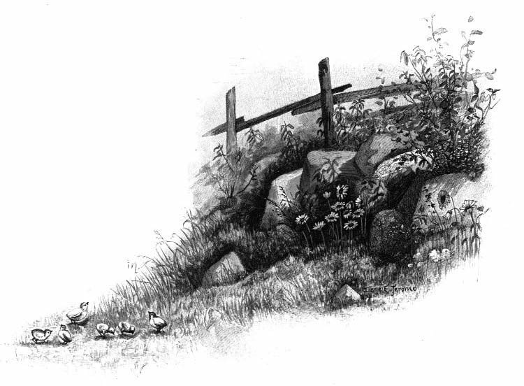 Illustration of a fence, flowers, and birds beside a stream