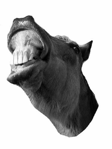 A horse showing its teeth
