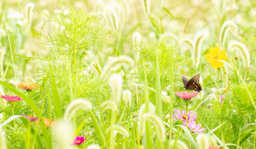 A butterfly among bright wildflowers and grasses.