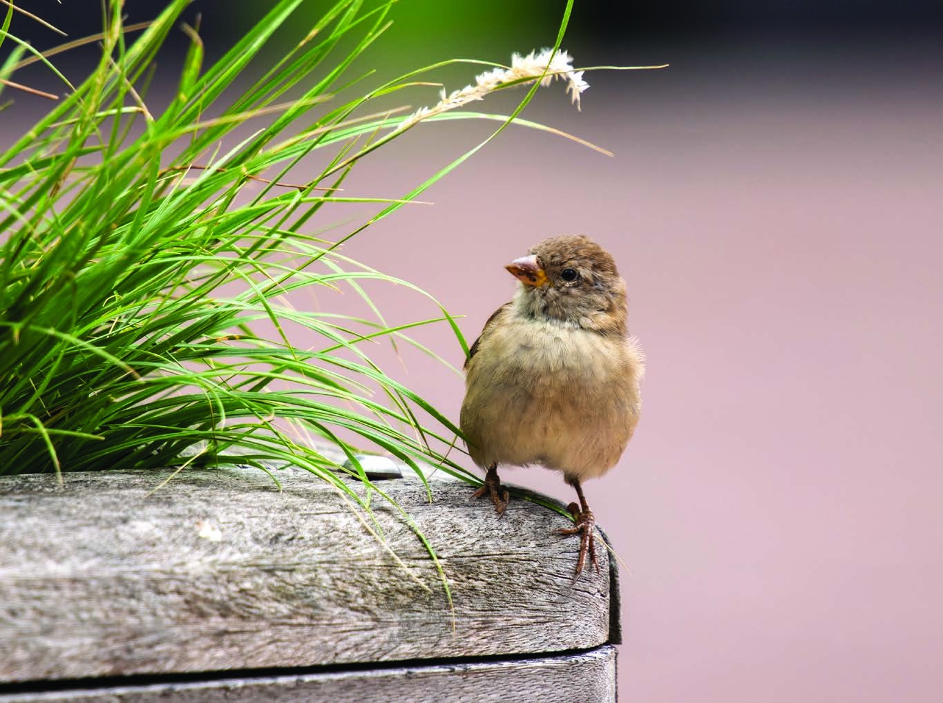 A sparrow beside grass on a wooden surface