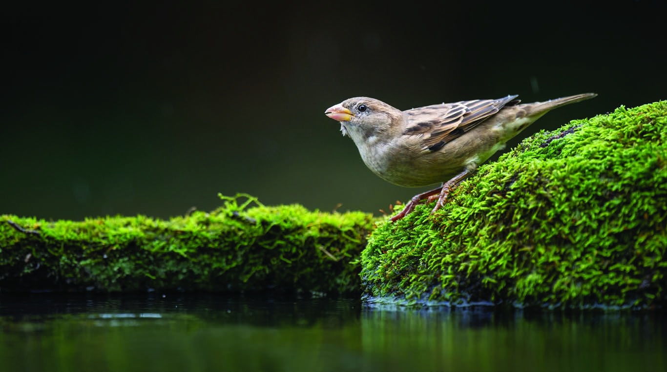 A sparrow standing on moss beside water