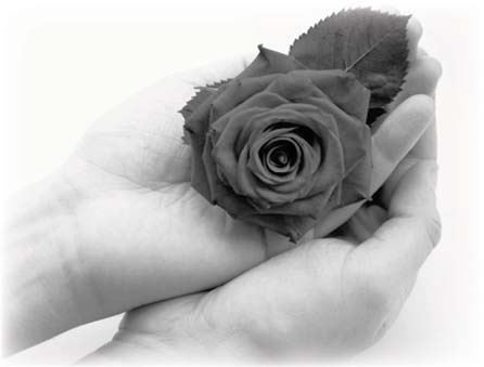 Hands holding a single rose