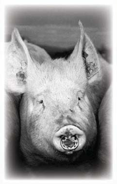 Pig facing forward, with its snout prominent