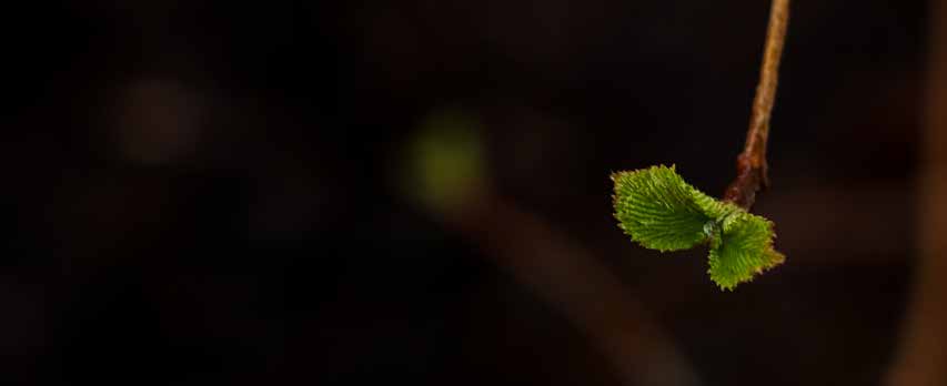 A fresh green leaf budding from a twig