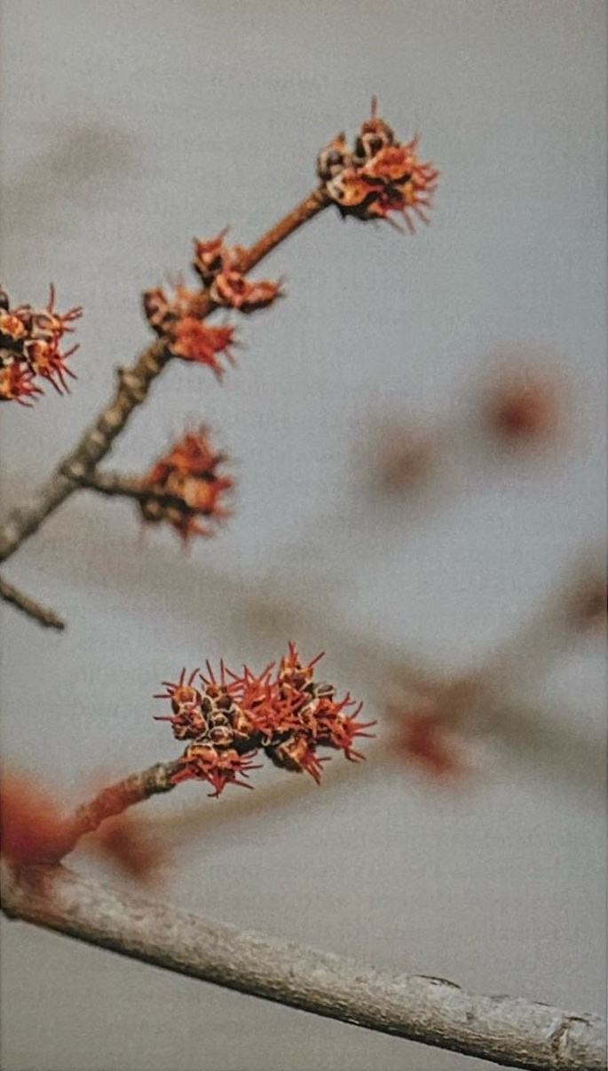 Red buds on tree branches against a softly blurred background.