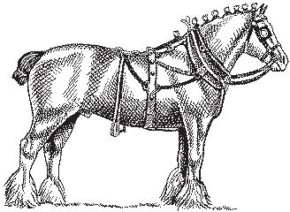 A horse wearing a harness.