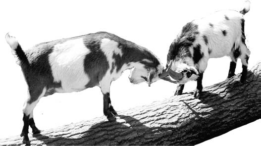 Two goats standing on a fallen tree