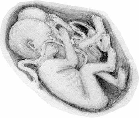 A pencil-style illustration of unborn twins curled together in a womb