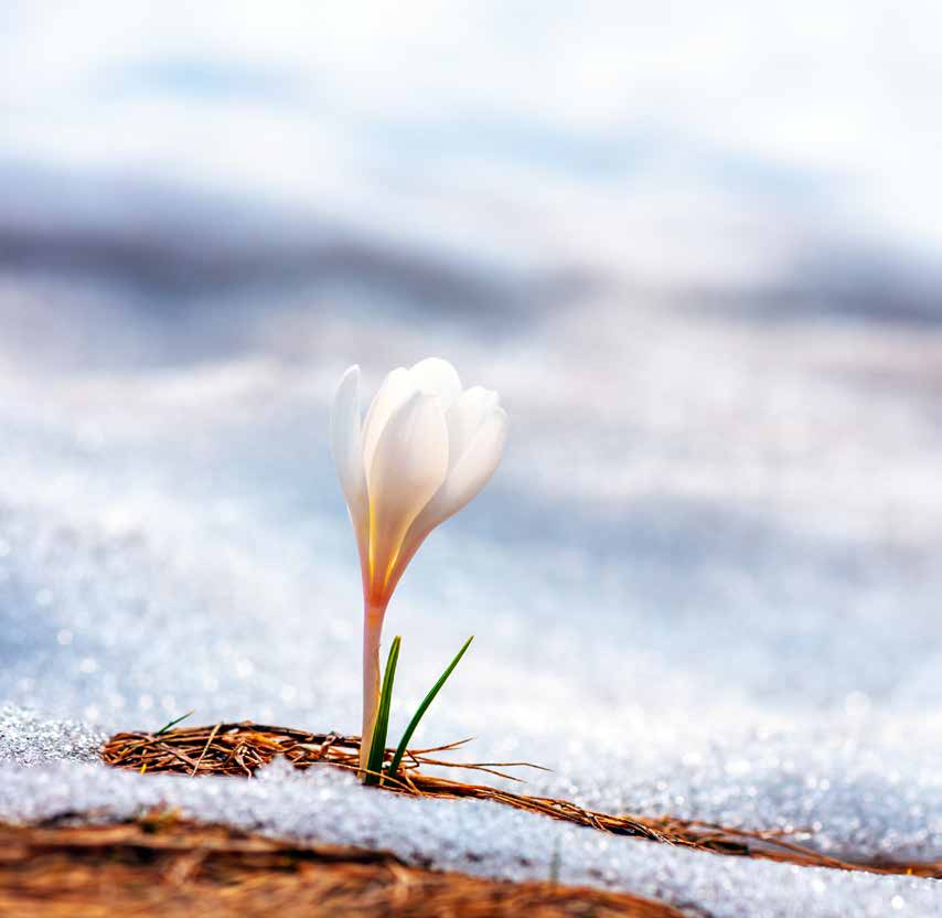 A pale crocus blooming through melting snow