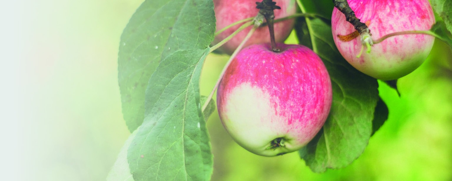 Red apples hanging from a leafy apple tree
