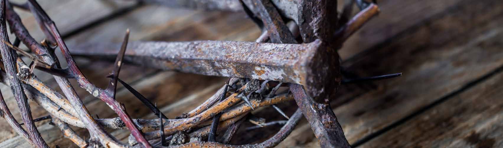 A close-up of sharp thorns on weathered branches