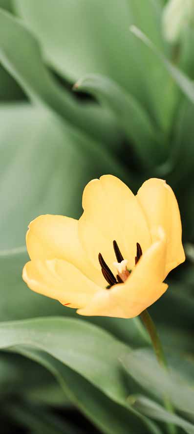 A yellow flower against green leaves
