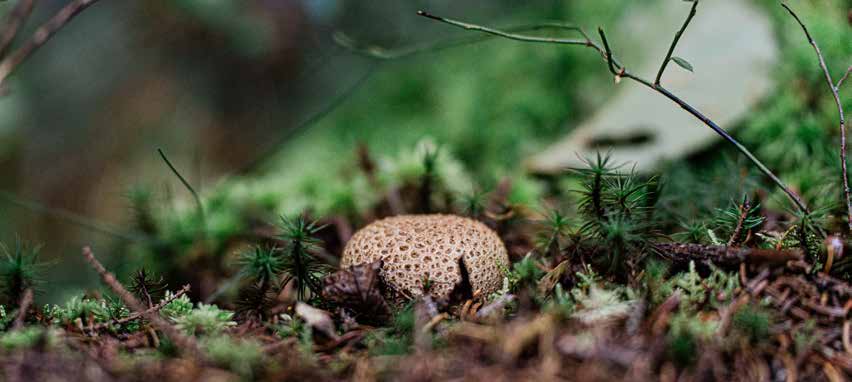 A puffball fungus growing on a mossy forest floor