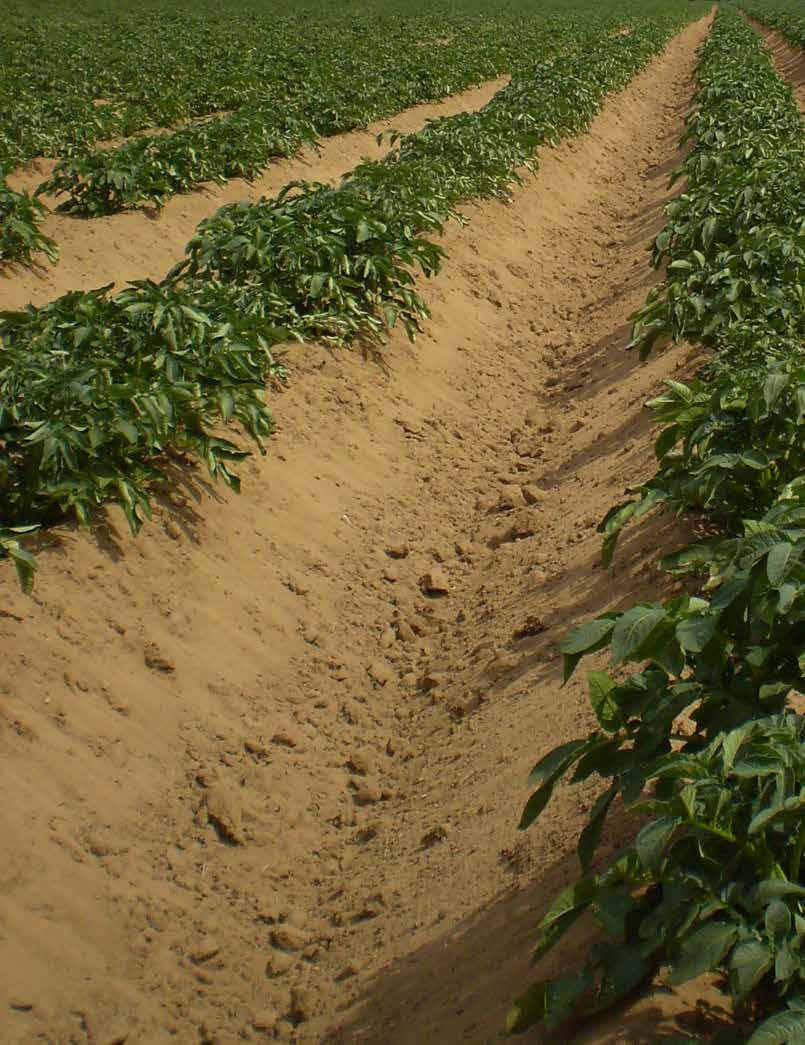 Rows of potato plants growing in a field