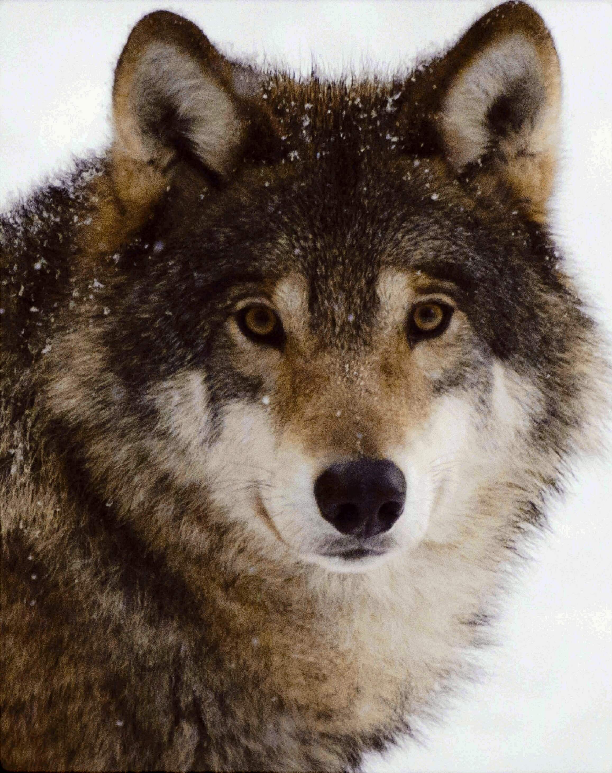 A close-up portrait of a wolf