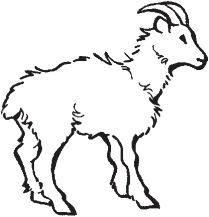 A shaggy goat.
