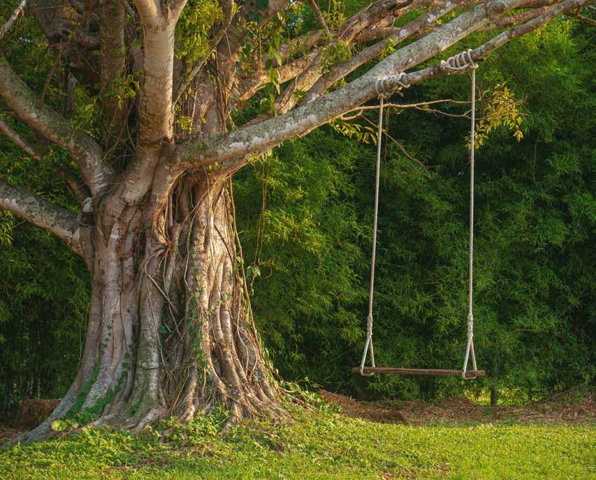 A rope swing hanging from a large tree