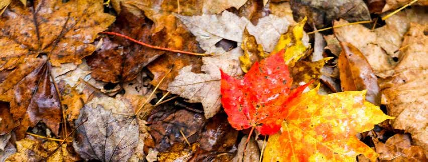 Red and orange autumn leaves among fallen leaves