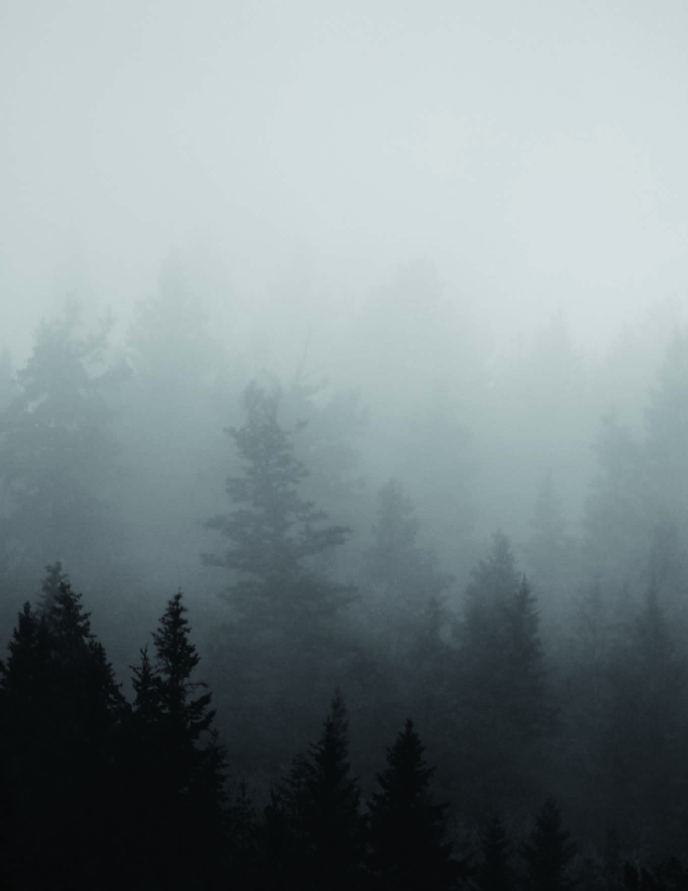 A misty forest landscape