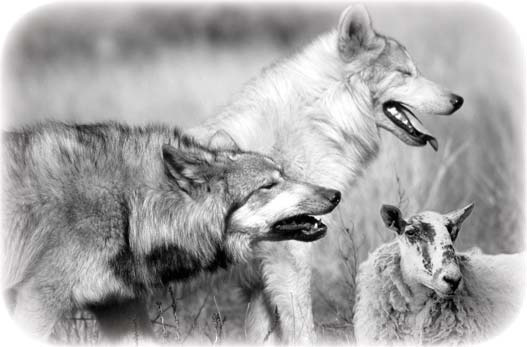 Two wolves beside a lamb